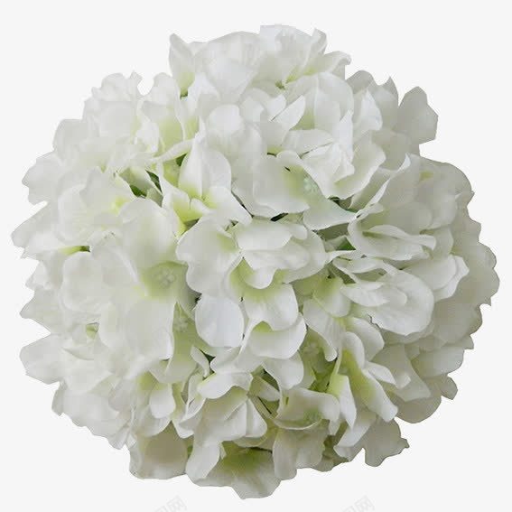 白色花球png免抠素材_新图网 https://ixintu.com 假花 白色 绢花 花球