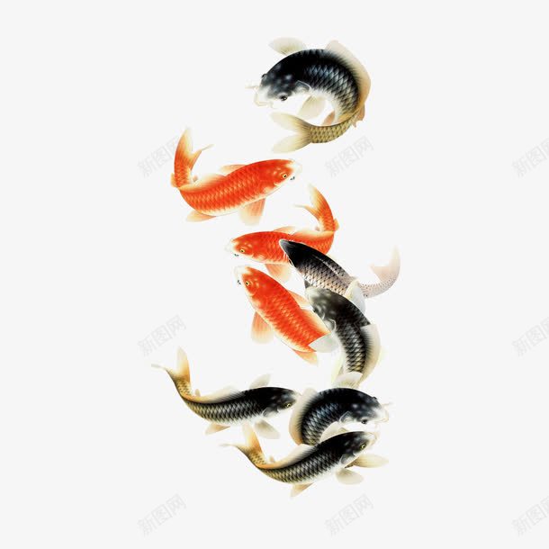 黑红鲤鱼免费psd免抠素材_新图网 https://ixintu.com 九鱼图 免费 免费图片 免费素材 锦鲤 鲤鱼 鲤鱼图片 黑红