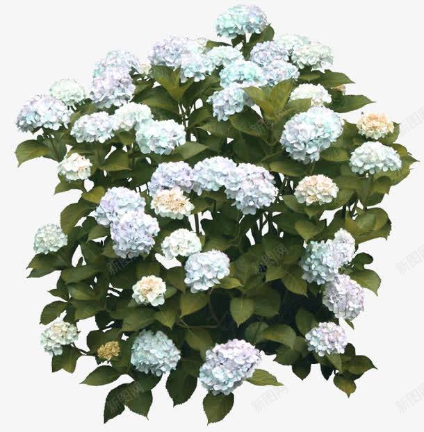 淡紫色花朵花丛装饰图案png免抠素材_新图网 https://ixintu.com 免抠PNG 实物 淡紫色 绣球花 花丛 花朵 装饰图案