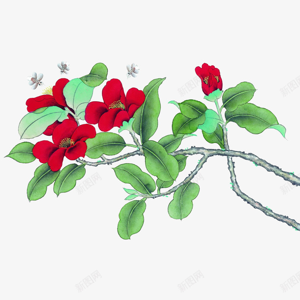 一枝盛开的红色山茶花国画png免抠素材_新图网 https://ixintu.com 中国风 山茶花 工笔画 插画 红茶花 花枝 茶籽花 茶花