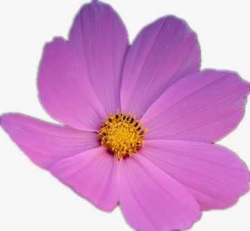 粉色格桑花png免抠素材_新图网 https://ixintu.com 漂亮的花 粉红色花朵 黄色花蕊