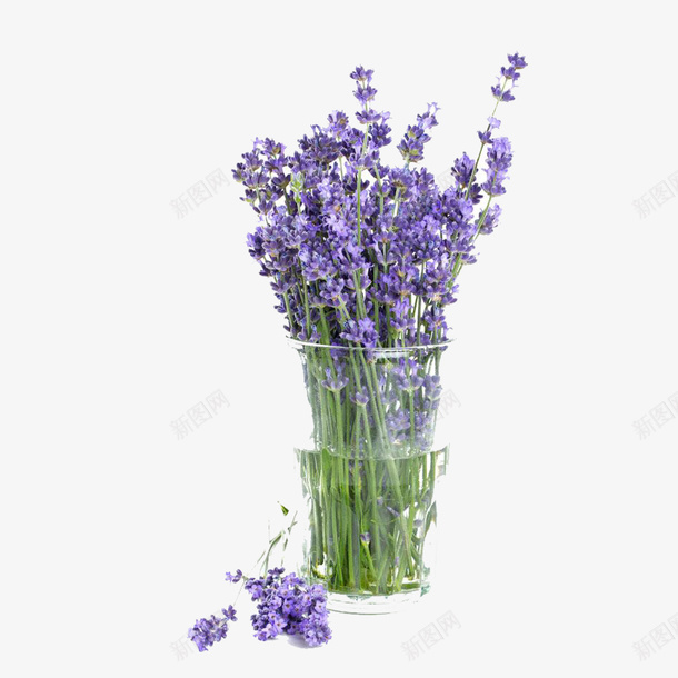 真薰衣草png免抠素材_新图网 https://ixintu.com 天然薰衣草 失眠茶薰衣草 干花粒 薰衣草安神助眠 薰衣草茶
