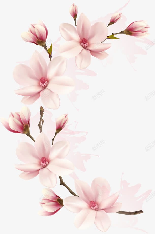 半月形玉兰花枝png免抠素材_新图网 https://ixintu.com 半月形 玉兰 花枝 花骨朵
