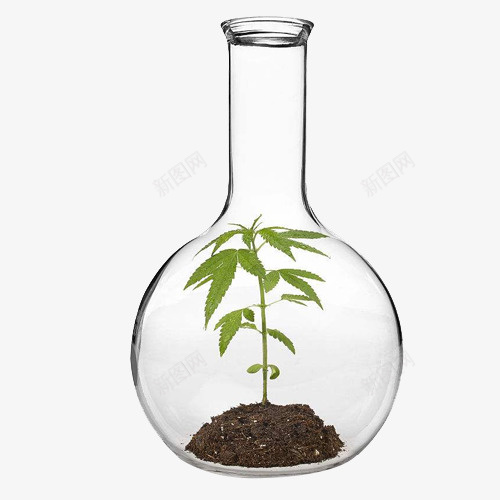 精致的圆底烧瓶png免抠素材_新图网 https://ixintu.com 化学用具 圆底 圆底烧瓶 植物培养 烧瓶 精致烧瓶 透明 长颈烧瓶