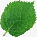 绿色树叶叶脉植物png免抠素材_新图网 https://ixintu.com 叶脉 树叶 植物 绿色