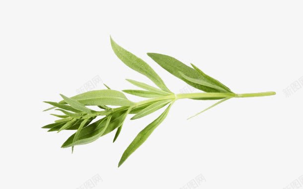 马鞭草png免抠素材_新图网 https://ixintu.com 免抠 实物 植物 绿色 花草 草药 香草 马鞭草