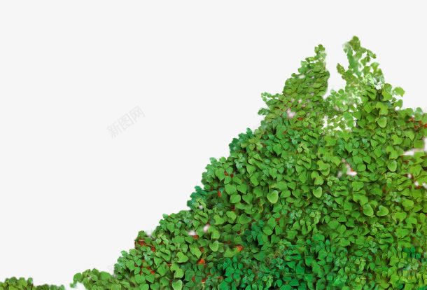 爬山虎背景png免抠素材_新图网 https://ixintu.com 实物 清新 爬山虎 绿色 背景