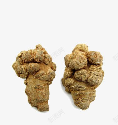 田七药材三七png免抠素材_新图网 https://ixintu.com 不打蜡 不硫熏 中药 产品实物 入药 可切三七片 可打三七粉 文山三七 无剪口滑头 春三七 水洗三七 滑头子春三七 田七头