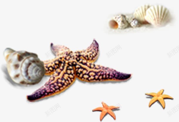 海星海螺热带沙滩元素png免抠素材_新图网 https://ixintu.com 三亚风景 沙滩 海星 海螺