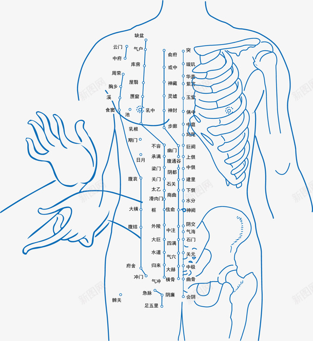 经络穴位平面矢量图ai免抠素材_新图网 https://ixintu.com 人体经络 人体经脉 人体经脉图 人体设计 十二 古代经络图 平面设计 明点 矢量图 矢量设计 经络图 经脉 背部