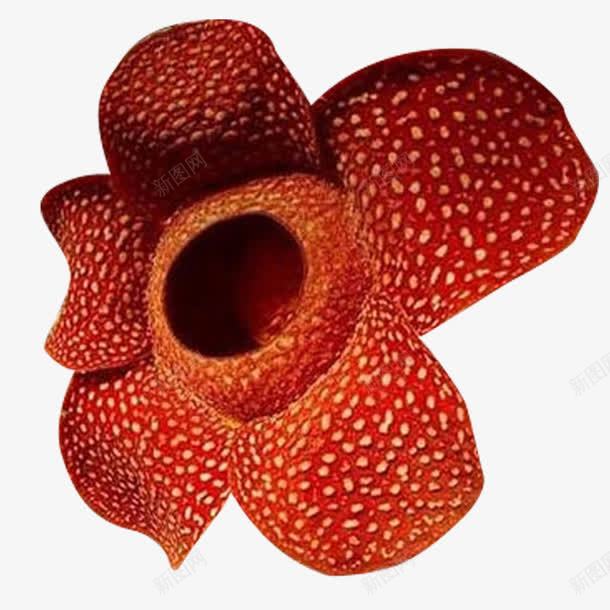 巨大的霸王花png免抠素材_新图网 https://ixintu.com 五个花瓣 亚马逊河 原始植物 大王花 巨大 红色 霸王花