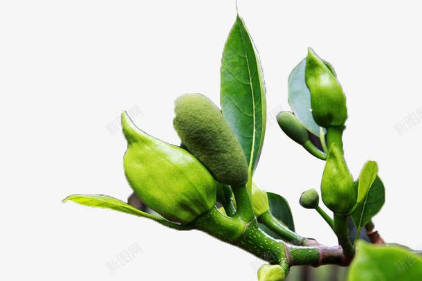 树叶绿花苞png免抠素材_新图网 https://ixintu.com 免扣 枝芽 树叶 树枝 树梢 花苞 透明