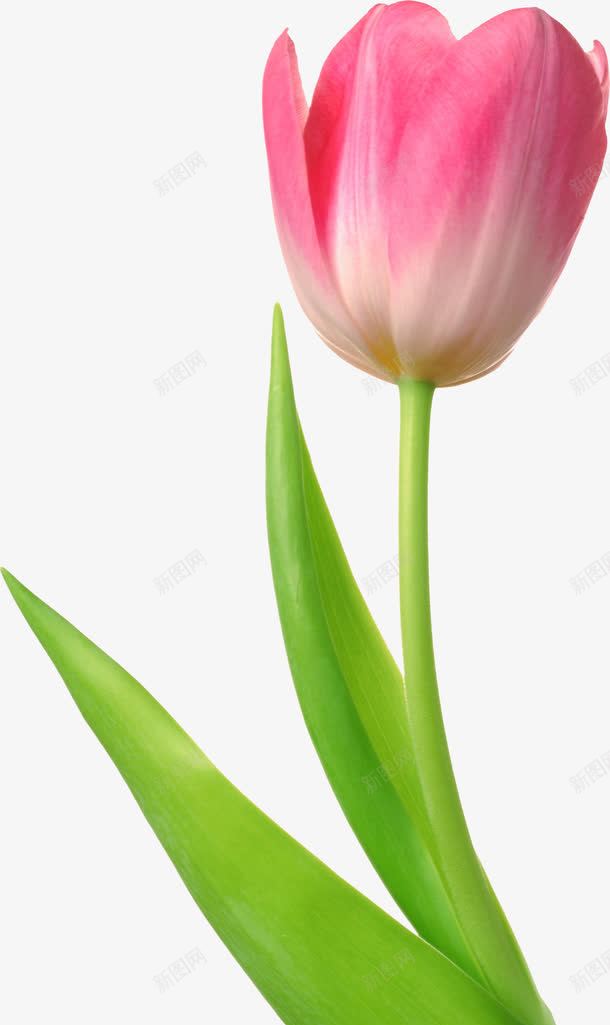 郁金香png免抠素材_新图网 https://ixintu.com 一枝郁金香 花卉 花朵 花束 郁金香 郁金香粉 鲜花