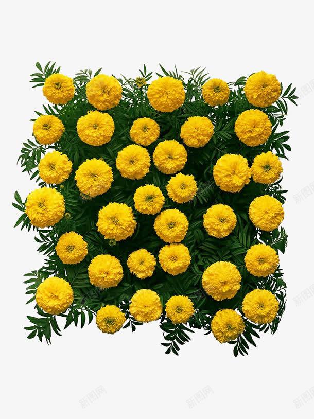 万寿菊花墙png免抠素材_新图网 https://ixintu.com 万寿菊 植物 法国蜡菊 花卉 花墙 花草 菊花图案 菊花花束 装饰墙