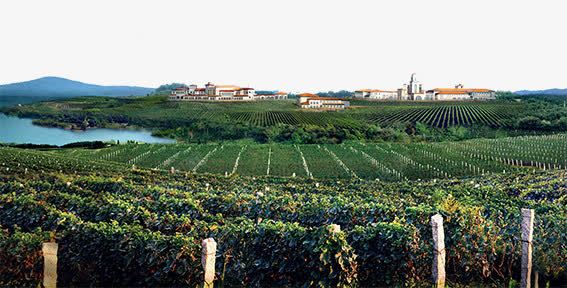红酒庄园景色png免抠素材_新图网 https://ixintu.com 图案 红酒庄园 葡萄园 葡萄酒