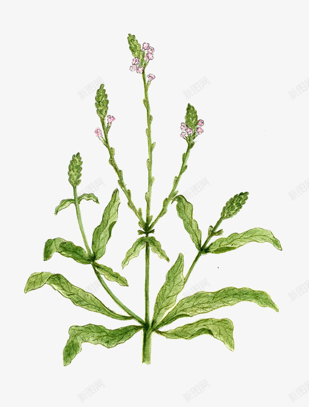 马鞭草手绘png免抠素材_新图网 https://ixintu.com 免抠 免抠素材 手绘 草本植物 药草 马鞭草 马鞭草花
