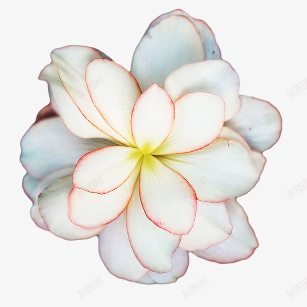 恬静的玉兰花png免抠素材_新图网 https://ixintu.com 木兰花 白玉兰 白色木兰花 花卉品种 鲜花种类