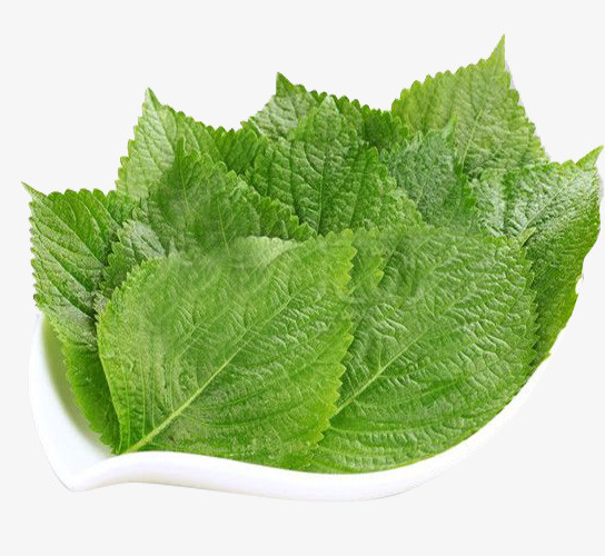 新鲜健康的紫苏叶png免抠素材_新图网 https://ixintu.com 双子叶植物纲 唇形科 塔花族 密被长柔毛 直立草本 紫苏叶