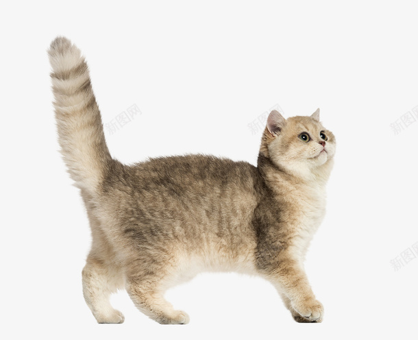 可爱长尾巴的小猫咪png免抠素材_新图网 https://ixintu.com 卖萌小猫 宠物 猫 猫咪 长尾巴