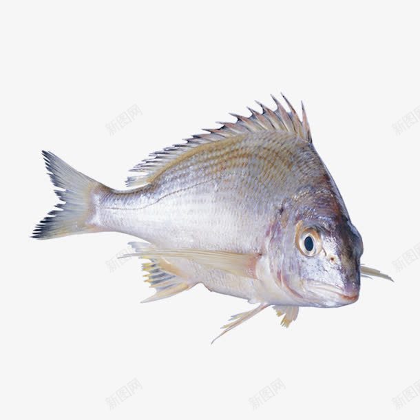 新鲜海鱼png免抠素材_新图网 https://ixintu.com 新鲜鱼 海鱼 鱼