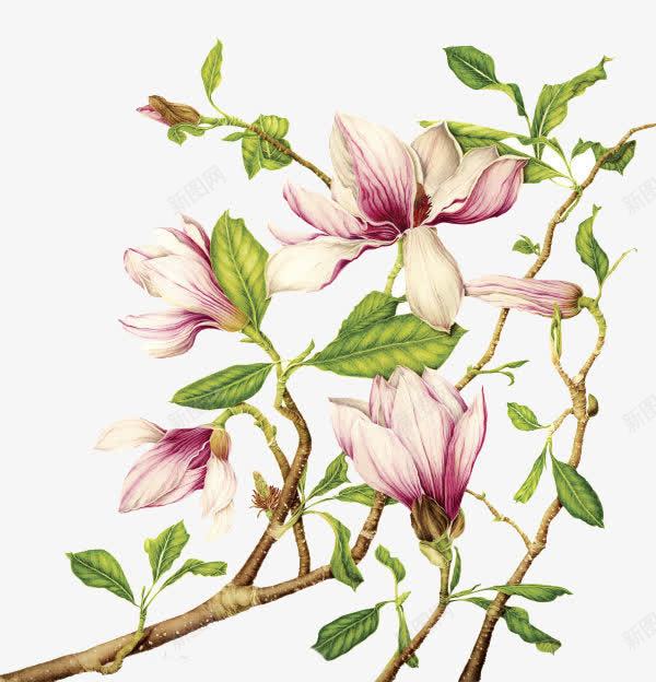 深渊中的木兰png免抠素材_新图网 https://ixintu.com 叶子 手绘 木兰 植物 粉色花 绿叶 花卉 花朵