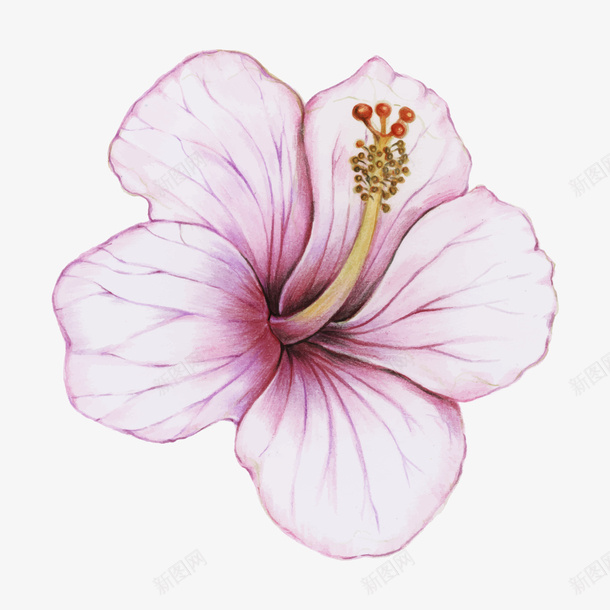 手绘花朵矢量图eps免抠素材_新图网 https://ixintu.com PNG免抠图下载 粉色 花开 花心 花蕊 装饰 矢量图