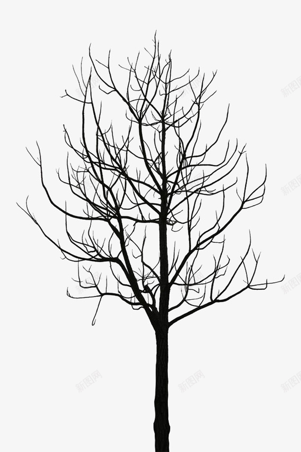 长条缠绕的树枝png免抠素材_新图网 https://ixintu.com 林子 枝丫 枝叶 柳条 树木 树林 树根 细长 缠绕的树枝 长条