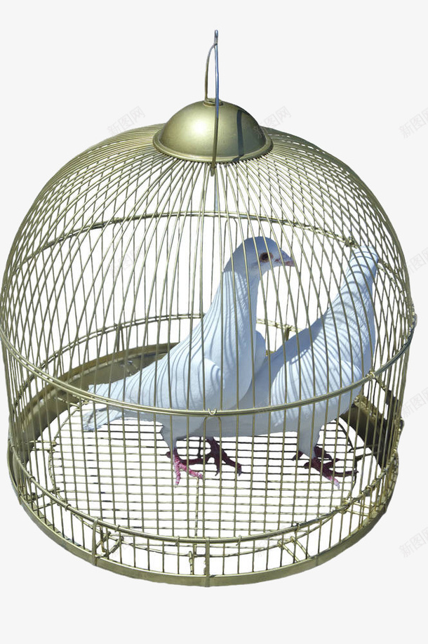 铁笼里的白色鸽子png免抠素材_新图网 https://ixintu.com 关起 囚圈 小鸟 牢笼 白鸽 笼中鸟 笼子 约束 铁笼 限制自由 飞禽 鸟 鸟儿 鸟笼 鸽子