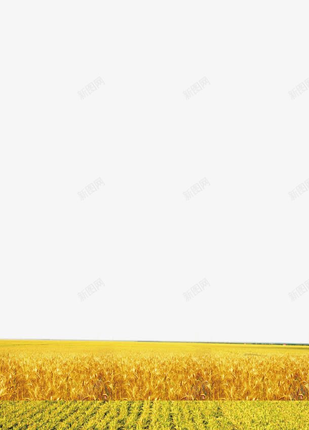 稻田png免抠素材_新图网 https://ixintu.com 农田 稻田图片 稻田插画 稻米