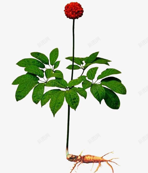 植物保健png免抠素材_新图网 https://ixintu.com 三七 中药 养生 食材