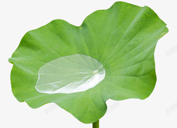 荷叶上大大的水珠png免抠素材_新图网 https://ixintu.com 叶子滴水 夏天 大水珠 摄影图 荷叶 荷花 莲叶 莲叶纹理