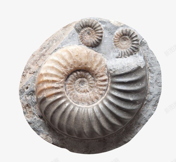 大小菊石化石实物png免抠素材_新图网 https://ixintu.com 价值 古生物 壳体 无脊椎动物 海洋 珍贵 生物化石 石头 科学家 科研 考研 蛇石 软体动物