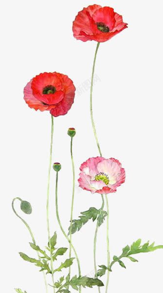 红色虞美人花朵装饰png免抠素材_新图网 https://ixintu.com 红色 花朵 虞美人 装饰