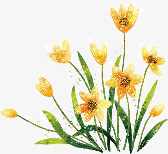 黄色手绘水仙花png免抠素材_新图网 https://ixintu.com 手绘 水仙花 黄色