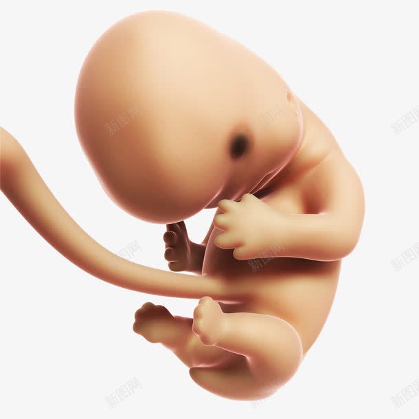 未成形的婴儿png免抠素材_新图网 https://ixintu.com 出生 半成形 婴儿 宝宝 小娃娃 新生儿 未成形 母婴 胎儿 胚胎 脐带 脐带血 诞生 降临