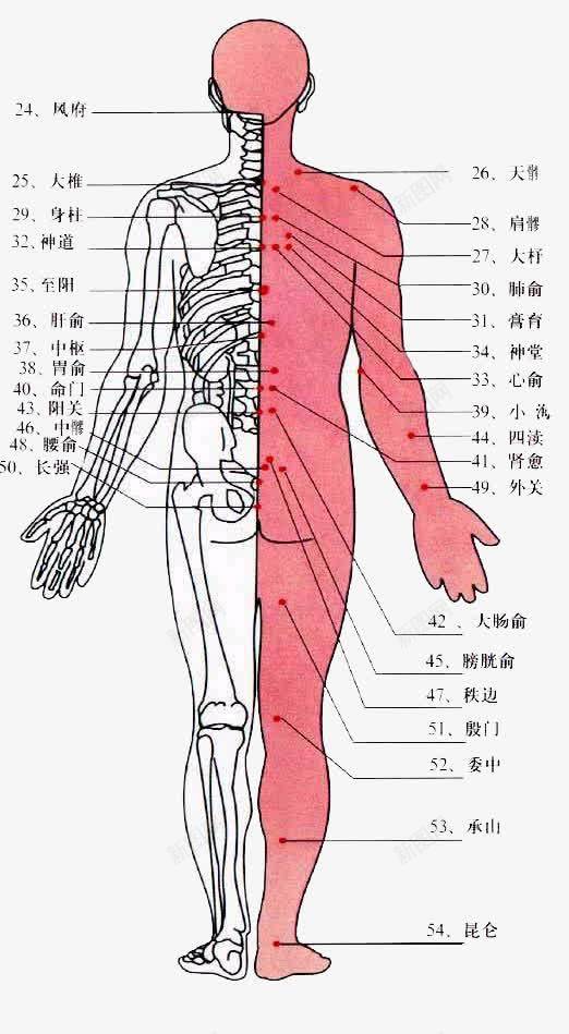 人体背部经络png免抠素材_新图网 https://ixintu.com 大椎 疏通筋络 神道 背部 身柱 风府