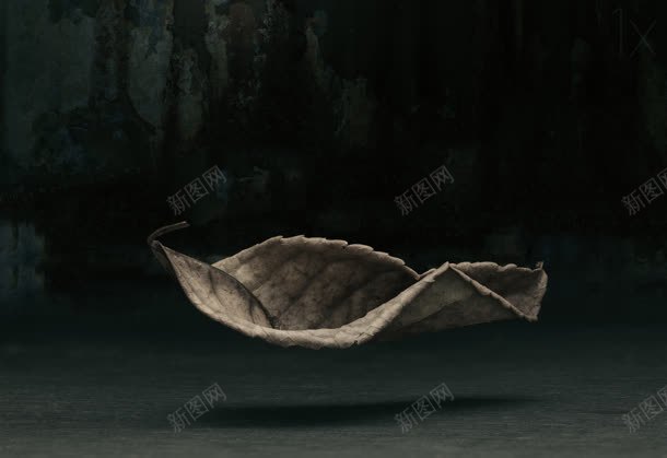 枯叶悬浮jpg设计背景_新图网 https://ixintu.com 悬浮 枯叶 素材