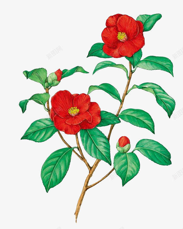 山茶花树枝png免抠素材_新图网 https://ixintu.com 免扣 山茶树 山茶花 红色 装饰