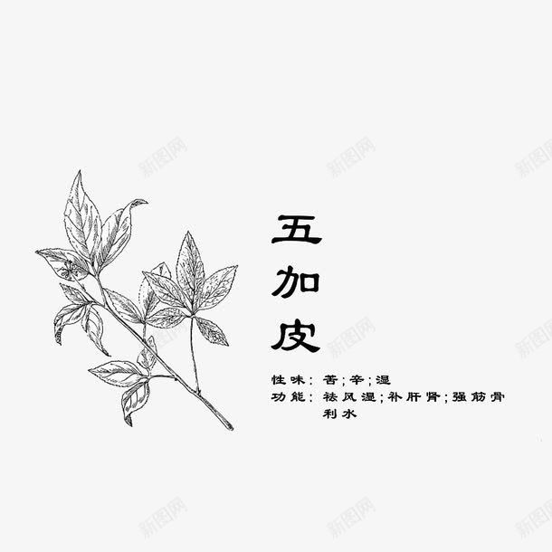 草本药材五加皮png免抠素材_新图网 https://ixintu.com 手绘中草药 手绘中药材 手绘图 祛风湿补肝脏 草本药材五加皮