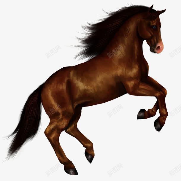 飞起的骏马png免抠素材_新图网 https://ixintu.com 动物 枣红 蹦跳 飞驰 马匹 骏马