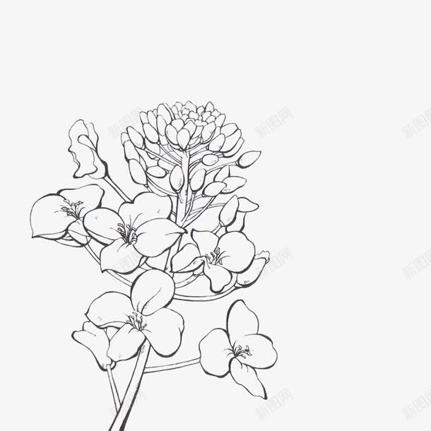 黑白油菜花画稿线稿png免抠素材_新图网 https://ixintu.com 油菜花 画稿 黑白