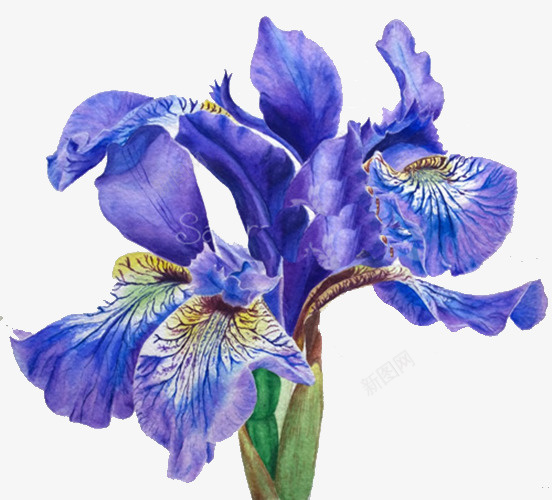 紫色飞燕草psd免抠素材_新图网 https://ixintu.com 植物 紫色 花朵 飞燕草
