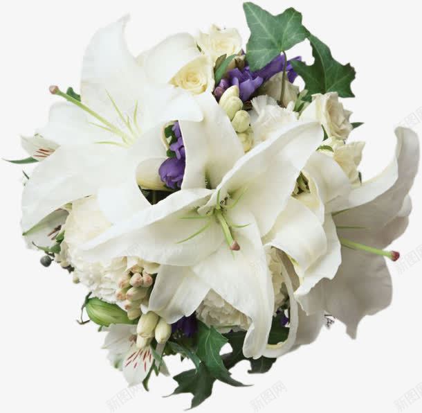 清新白百合花花束png免抠素材_新图网 https://ixintu.com 图片 清新 百合花 花束