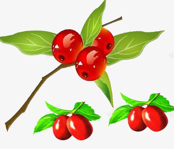 红枣树植物png免抠素材_新图网 https://ixintu.com 延缓衰老 枣树 红枣 红枣树 色泽饱满 营养价值高