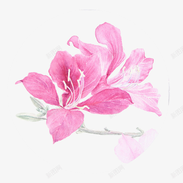 粉色小清新羊蹄甲系列png免抠素材_新图网 https://ixintu.com 中华人民共和国香港特别行政区 中国香港 宫粉紫荆 小清新 植物 淡雅 粉色系 羊蹄甲 香港紫荆