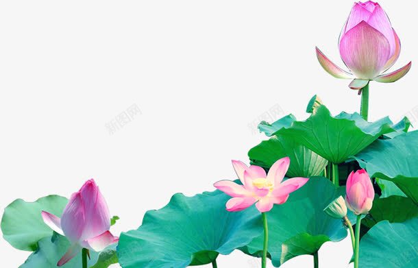 粉色荷花png免抠素材_新图网 https://ixintu.com ps花池 产品实物 唯美荷花 水中飘着的荷花 浪漫荷花 盛开的荷花 粉色荷花 花朵 荷叶 荷花 荷花塘 荷花池