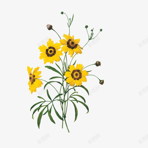 甘菊花彩绘png免抠素材_新图网 https://ixintu.com 手绘中药材 提神 明目 甘菊花彩绘 降血压