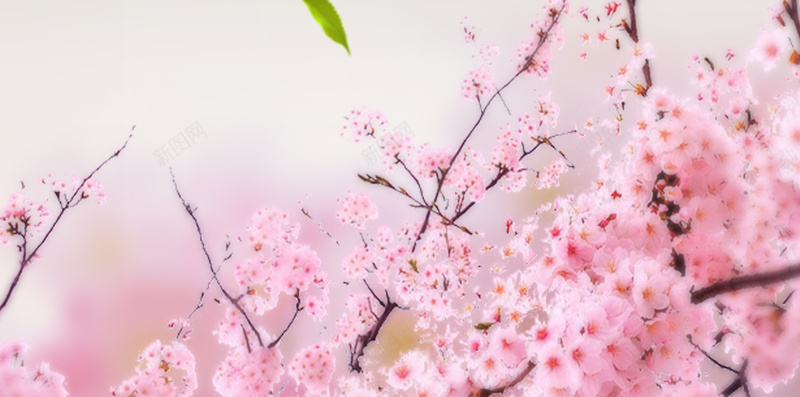 2017武汉东湖樱花节H5清新背景jpg设计背景_新图网 https://ixintu.com 2017 H5 psd下载 春天 春天踏青 春季 春季踏青 春游季 树叶 树枝 樱花 樱花节 武汉 清新 清明踏青 简约 绿叶 花枝 赏花 踏青出游 踏青出游季 踏青季 踏青活动 踏青节 阳春三月