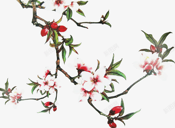 国画桃花png免抠素材_新图网 https://ixintu.com 中国画 国画 国画桃花 工笔重彩画 绘画 美术 花木 花朵 花鸟画