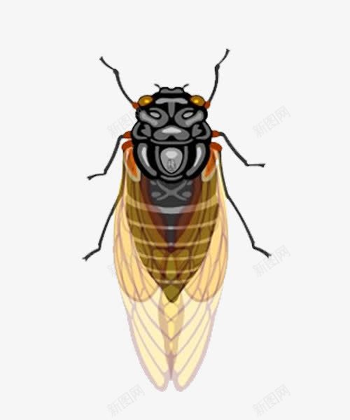 插画蝉png免抠素材_新图网 https://ixintu.com 插画 素材 翅膀 蝉 蝉插画 蝉翼